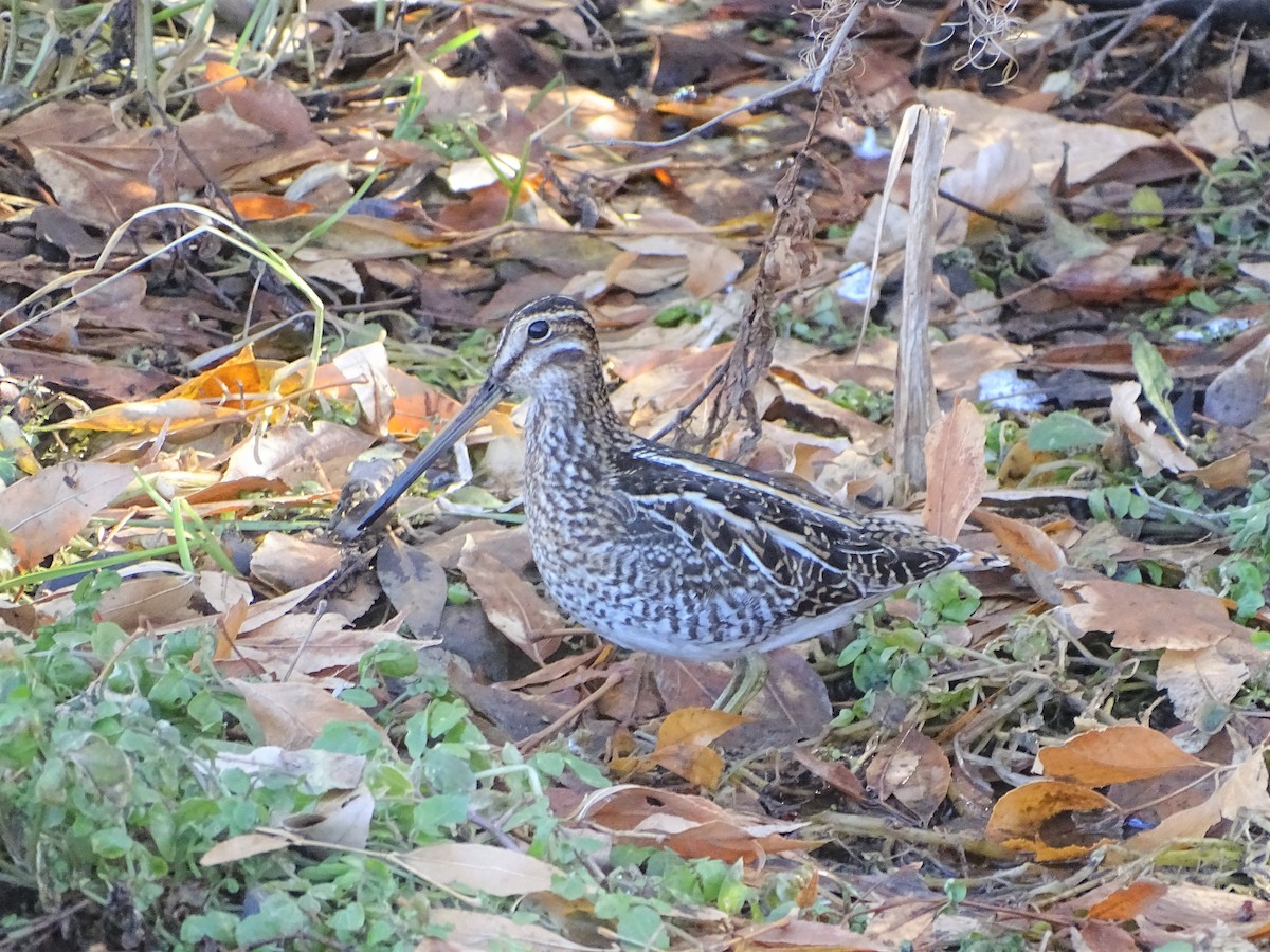 Wilson's Snipe - Kevin Williams