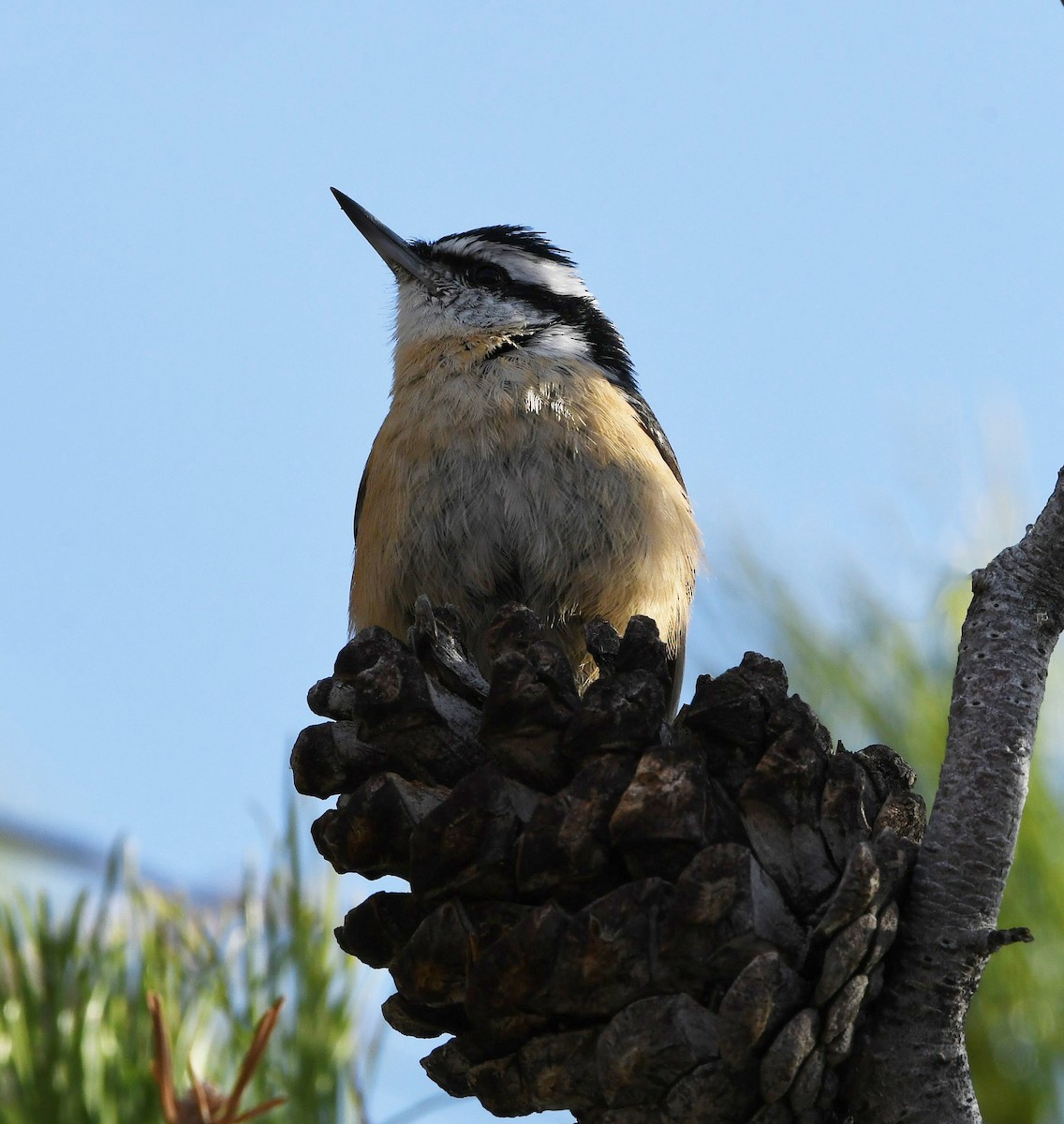 Red-breasted Nuthatch - ML186855381