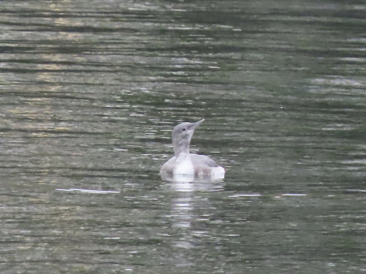 Red-throated Loon - Lynnette Clemens