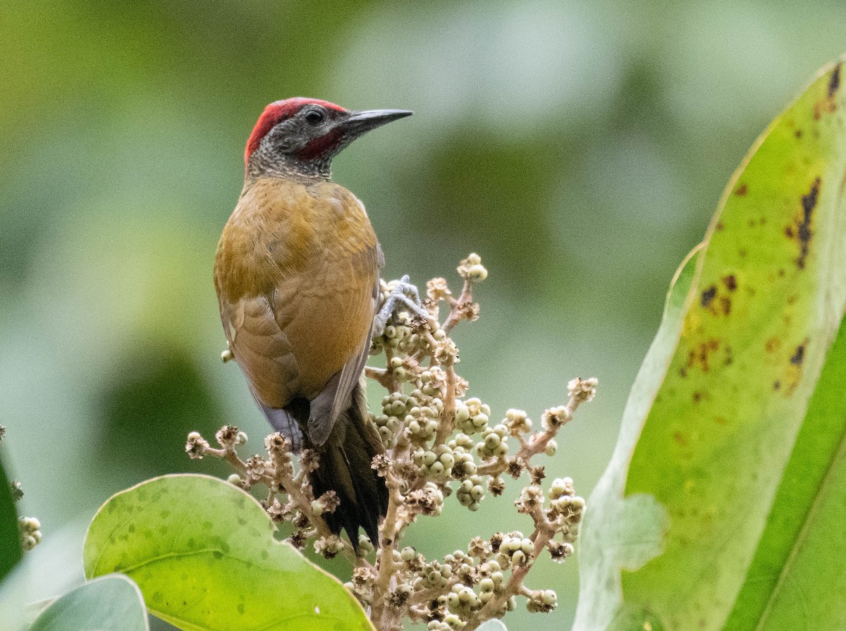 Golden-olive Woodpecker - ML186866861