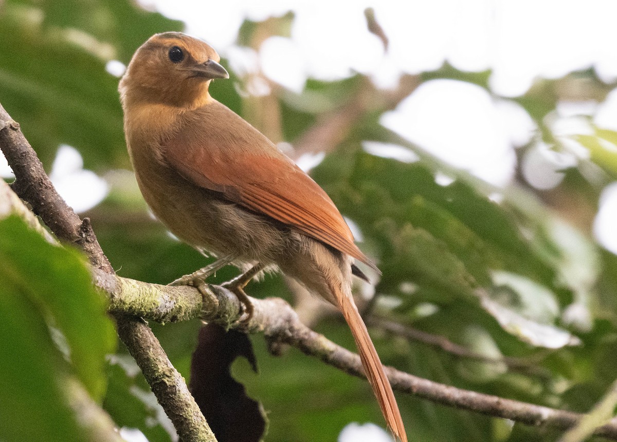 Buff-fronted Foliage-gleaner - Ryan Andrews