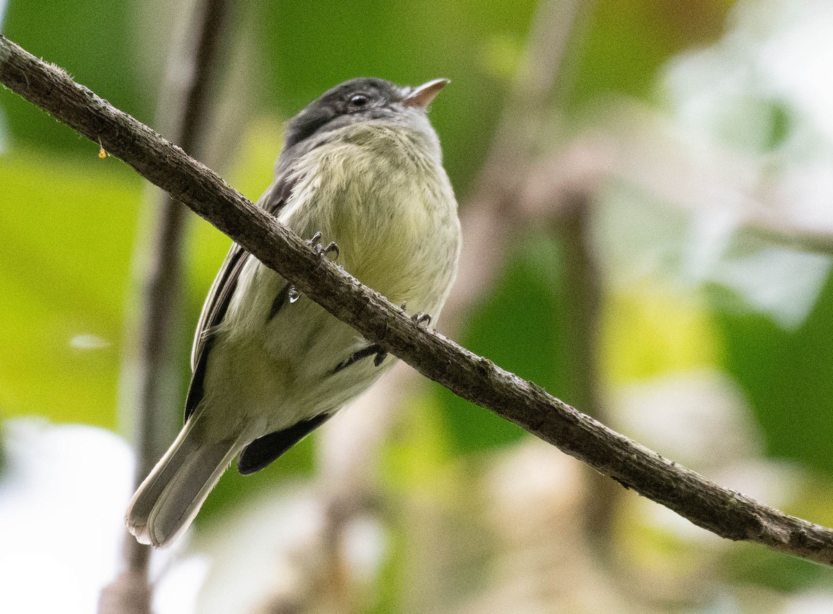 White-fronted Tyrannulet - ML186867141
