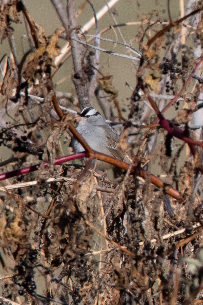 White-crowned Sparrow - ML186875591