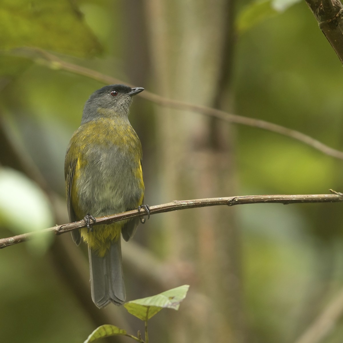 Black-and-yellow Silky-flycatcher - Arnaud Lacroix