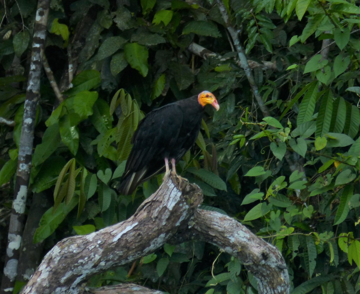 Greater Yellow-headed Vulture - ML186876151