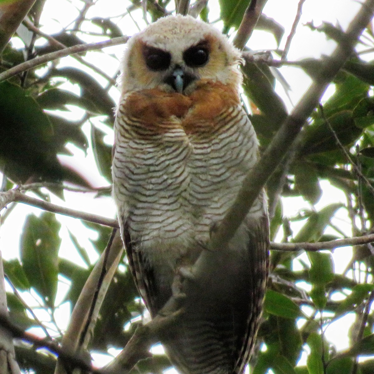 Brown Wood-Owl - ML186877221