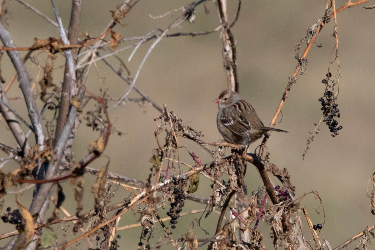 White-crowned Sparrow - ML186877351