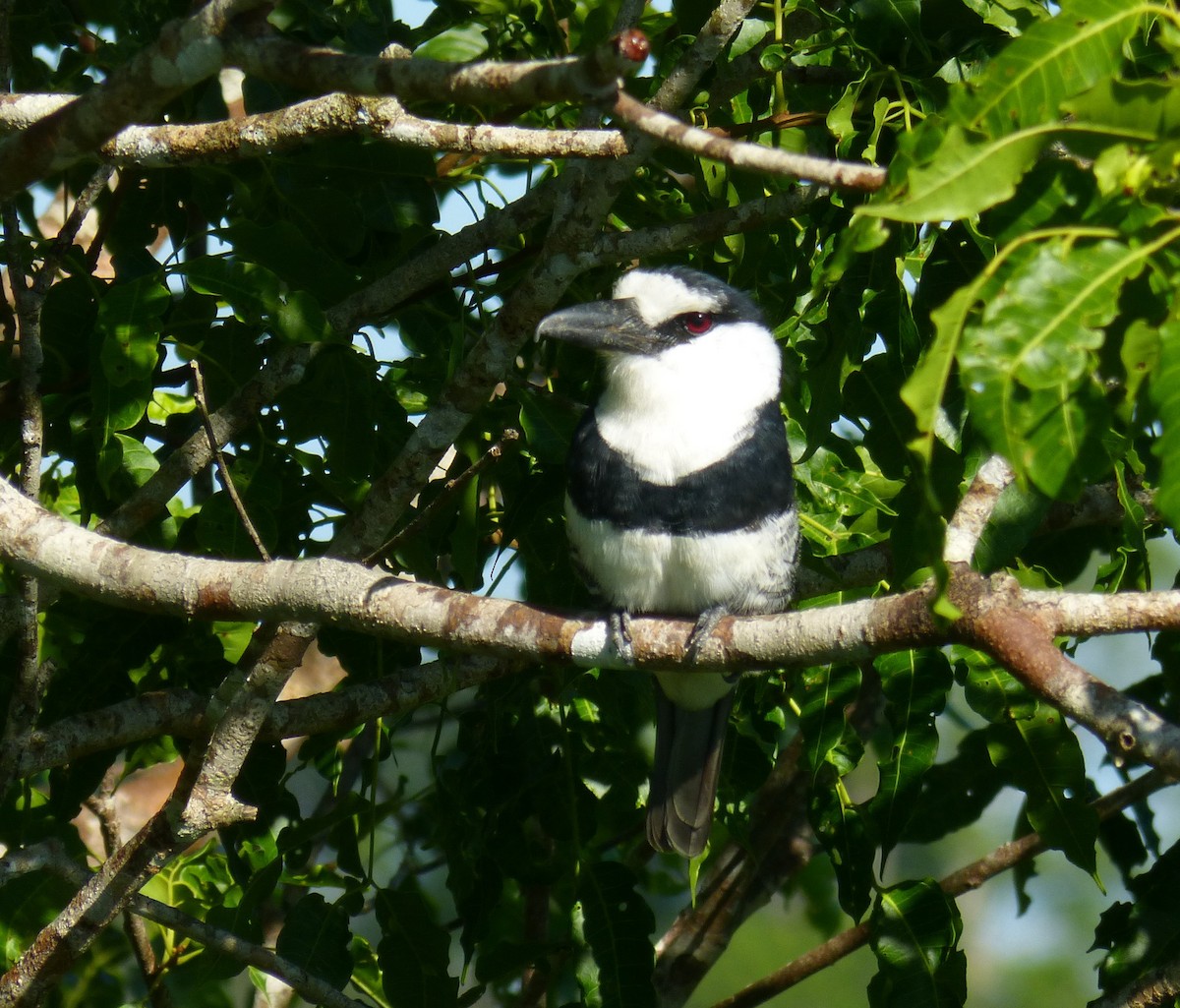 White-necked Puffbird - ML186884811