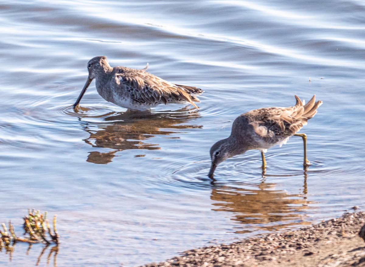 Long-billed Dowitcher - ML186886391