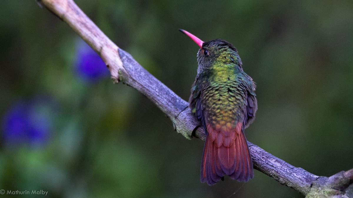 Rufous-tailed Hummingbird - ML186887951