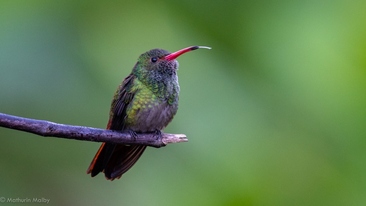 Rufous-tailed Hummingbird - ML186888081