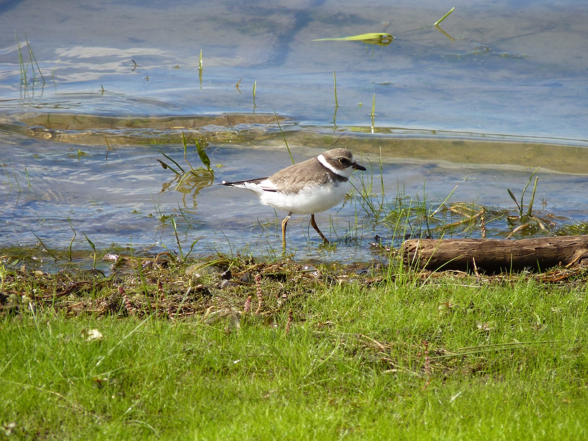 Semipalmated Plover - ML186889821