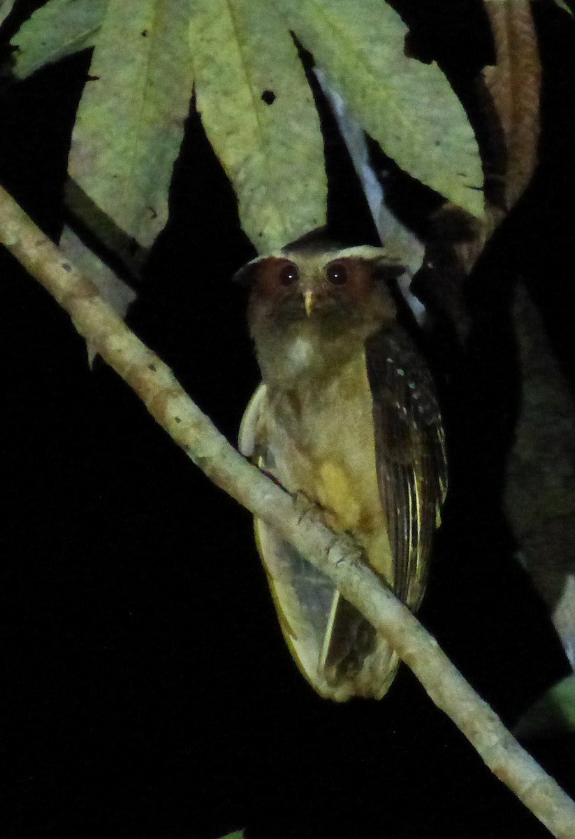 Crested Owl - ML186891061