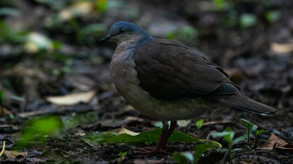 Gray-headed Dove - ML186891211