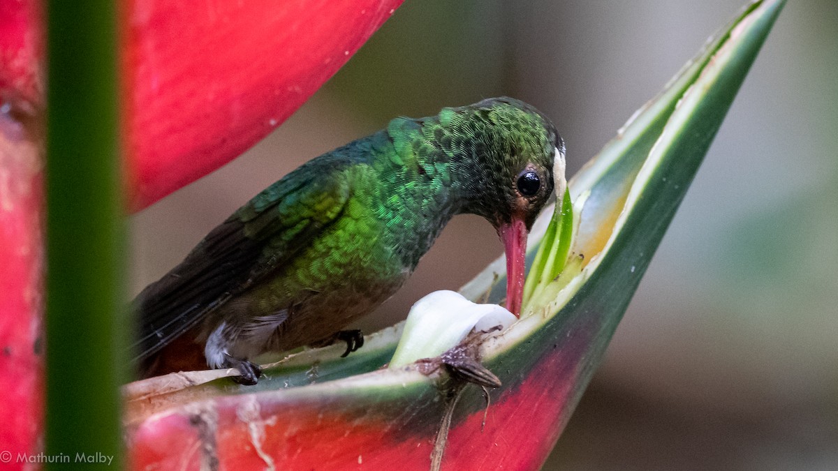 Rufous-tailed Hummingbird - Mathurin Malby