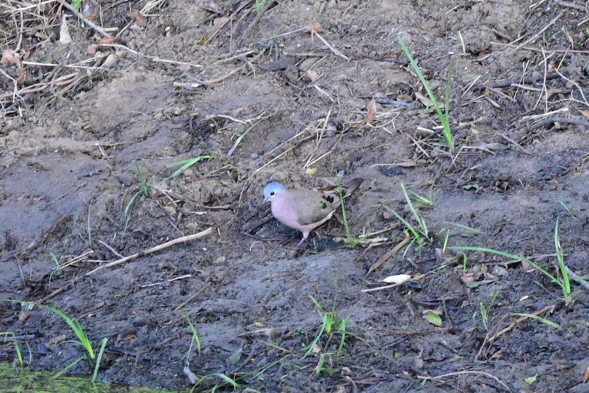 Emerald-spotted Wood-Dove - ML186903181