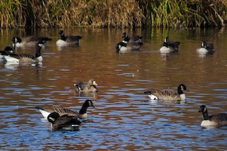 Greater White-fronted Goose, ML186903341