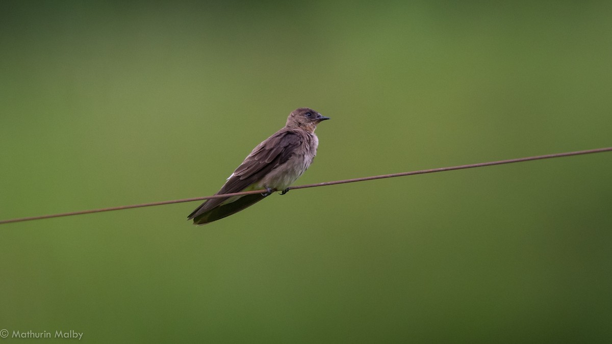 Southern Rough-winged Swallow - ML186903881