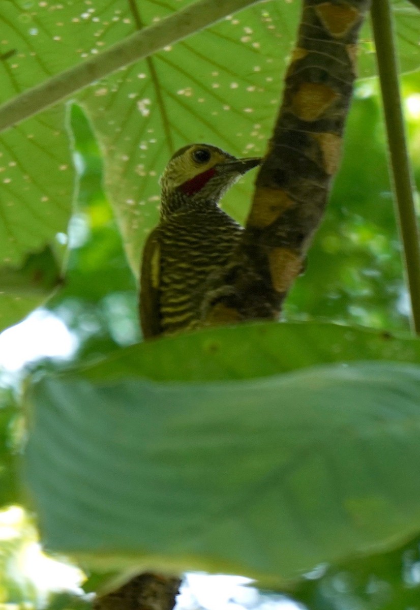 Gray-crowned Woodpecker - Sibylle Hechtel