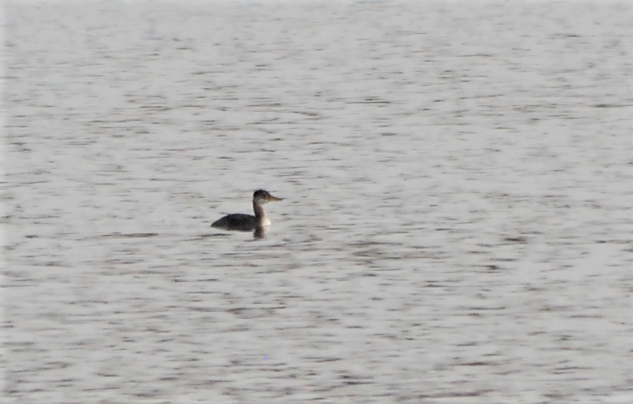 Red-necked Grebe - ML186905001