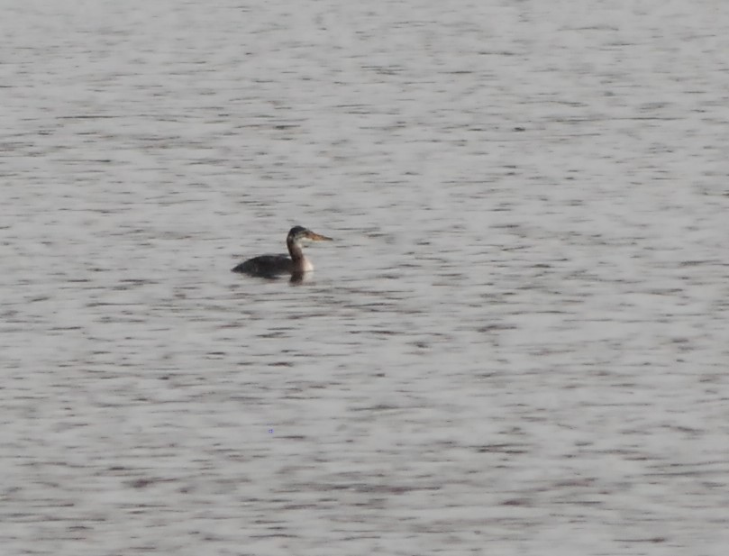 Red-necked Grebe - ML186905011