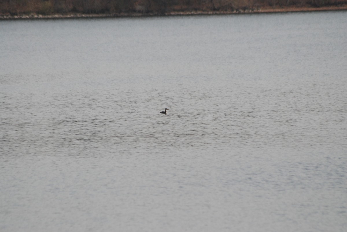 Red-necked Grebe - ML186905031