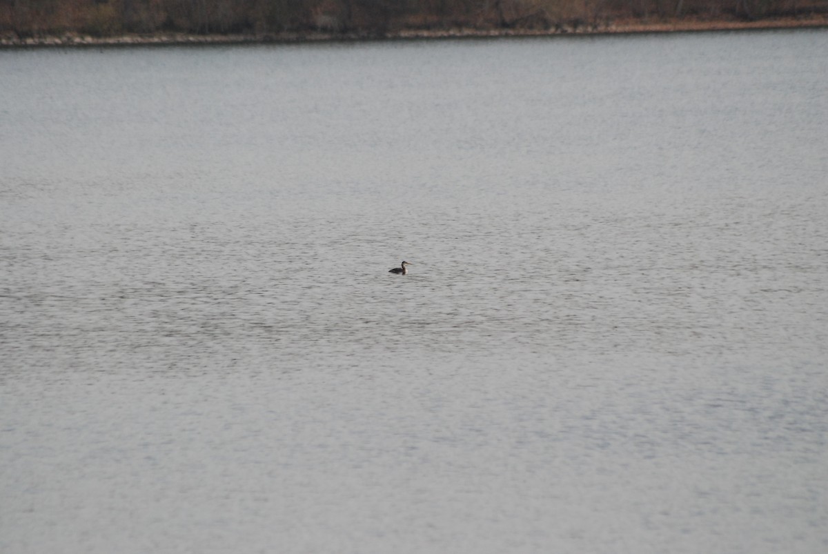 Red-necked Grebe - ML186905051