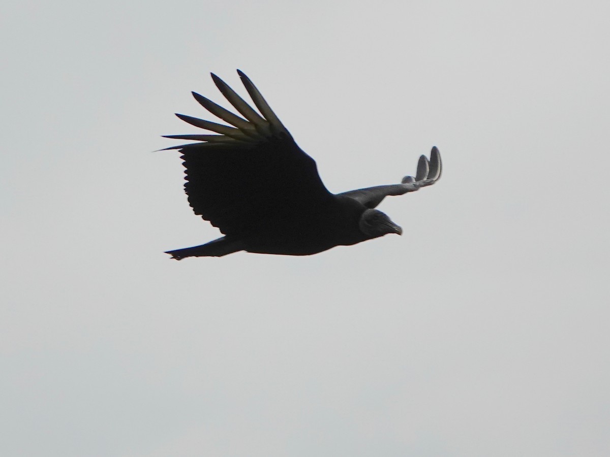 Black Vulture - Mark S. Garland