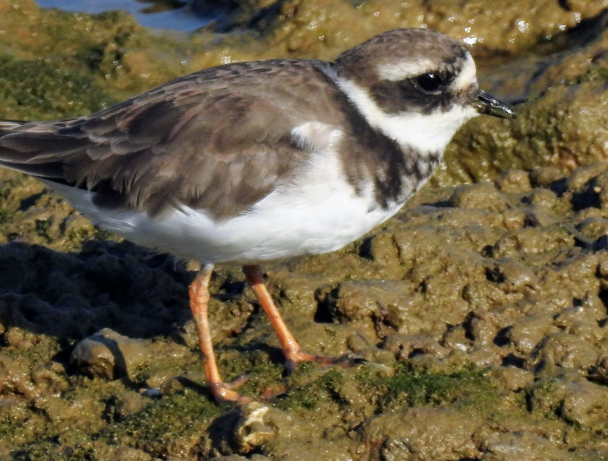 Common Ringed Plover - Eric R