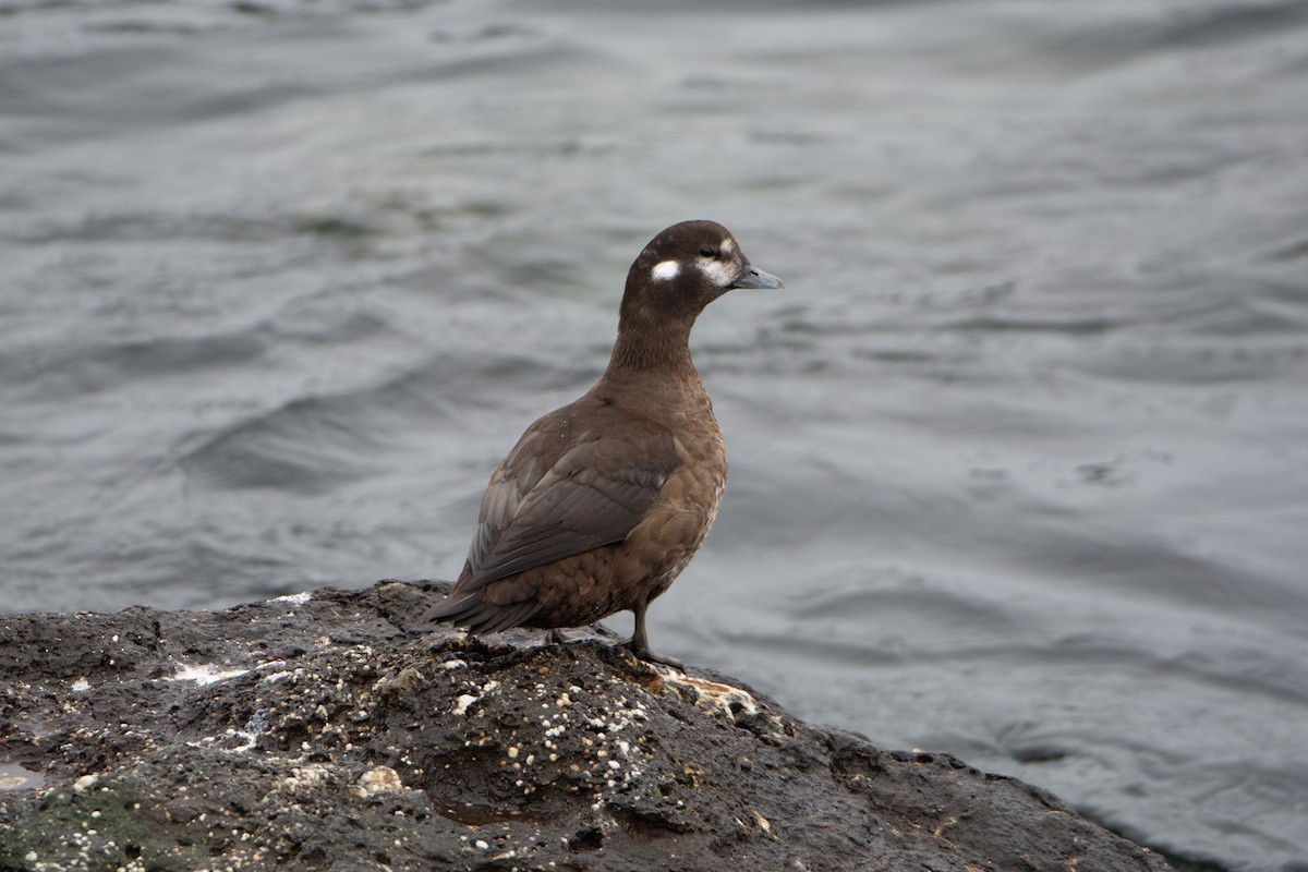 Harlequin Duck - Conor Scotland