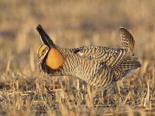  - Greater Prairie-Chicken