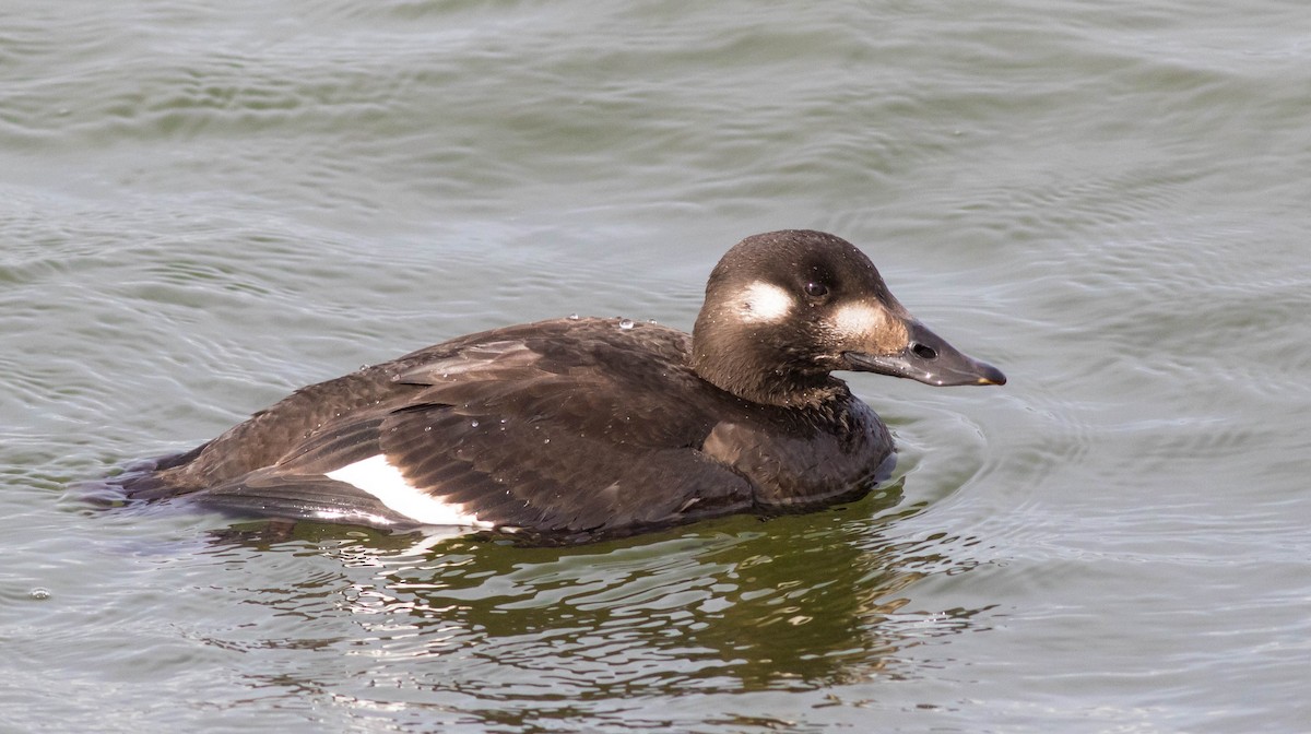 White-winged Scoter - Andrew Guthrie