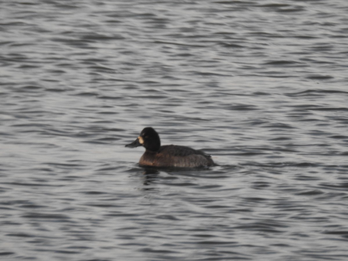 Greater/Lesser Scaup - ML186912511