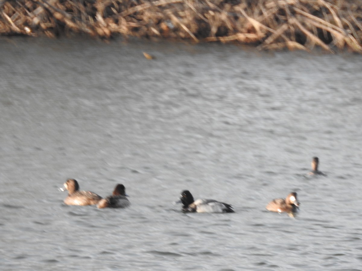 Greater/Lesser Scaup - ML186912561