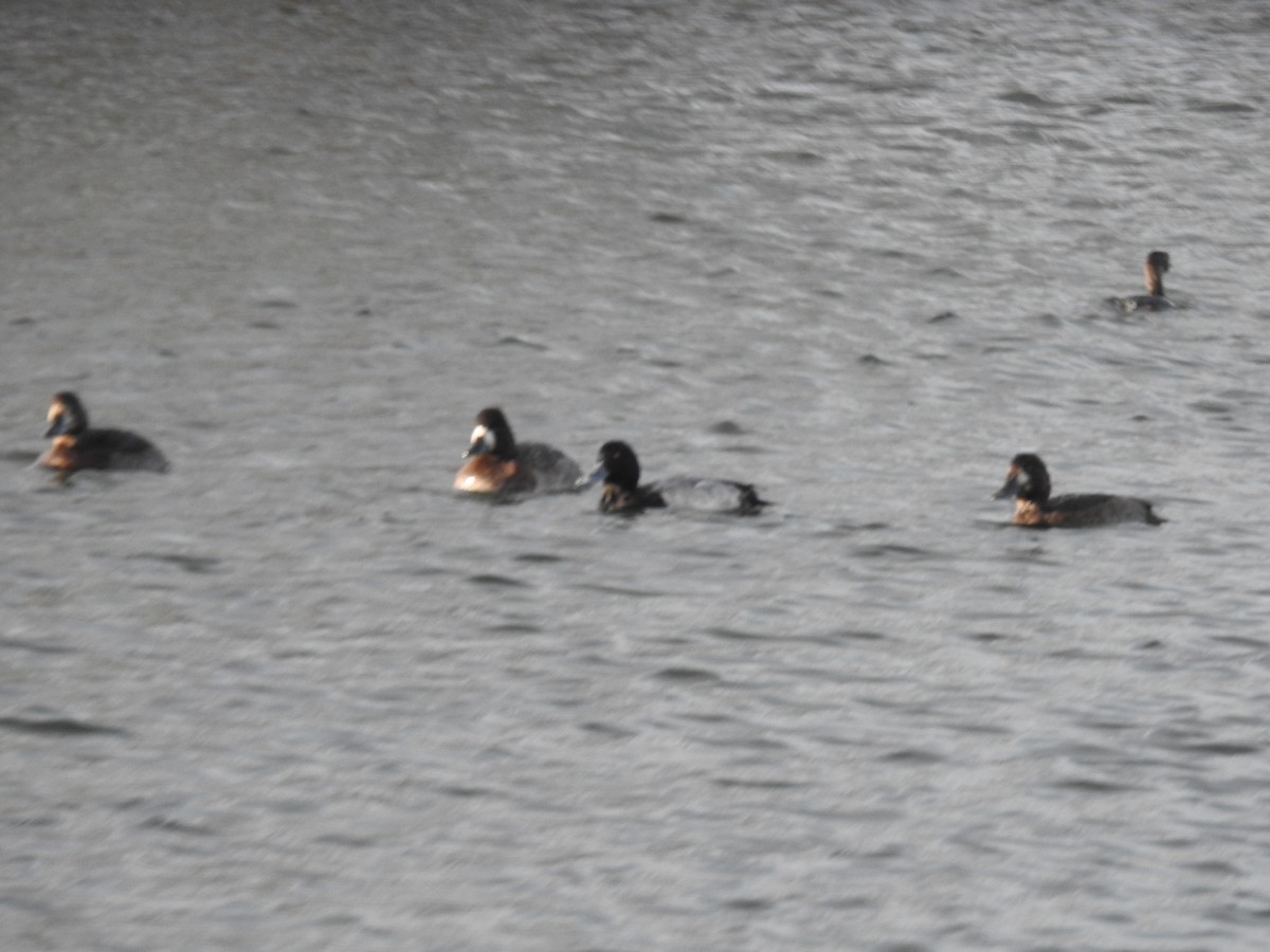 Greater/Lesser Scaup - ML186912601