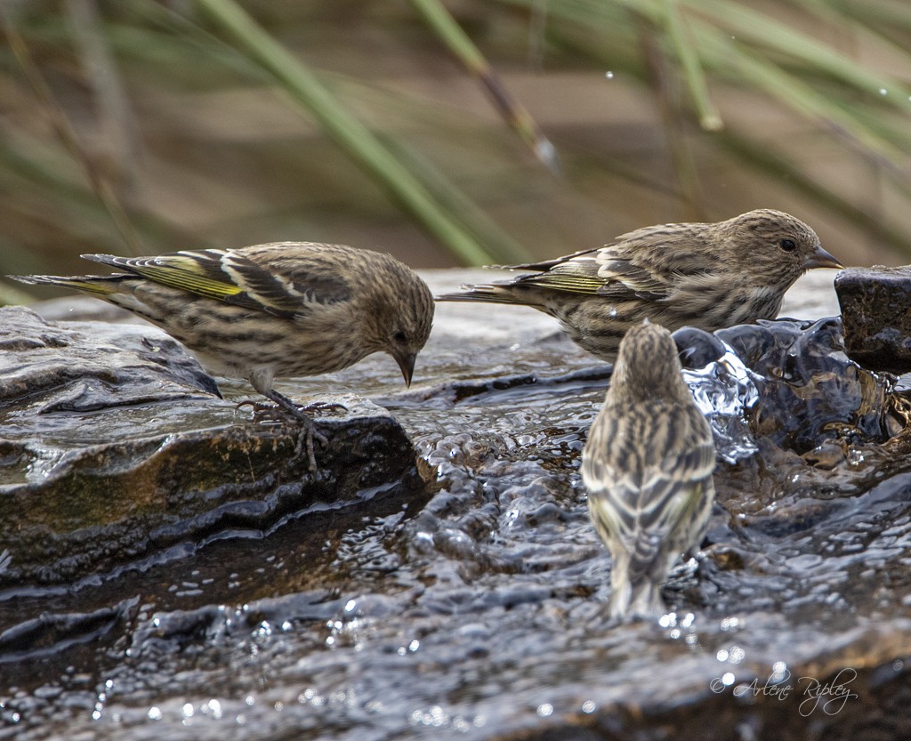 Ebird Checklist - 3 Nov 2019 - 1 Dragoon Mt. Ranch, E Kingbird Trail 