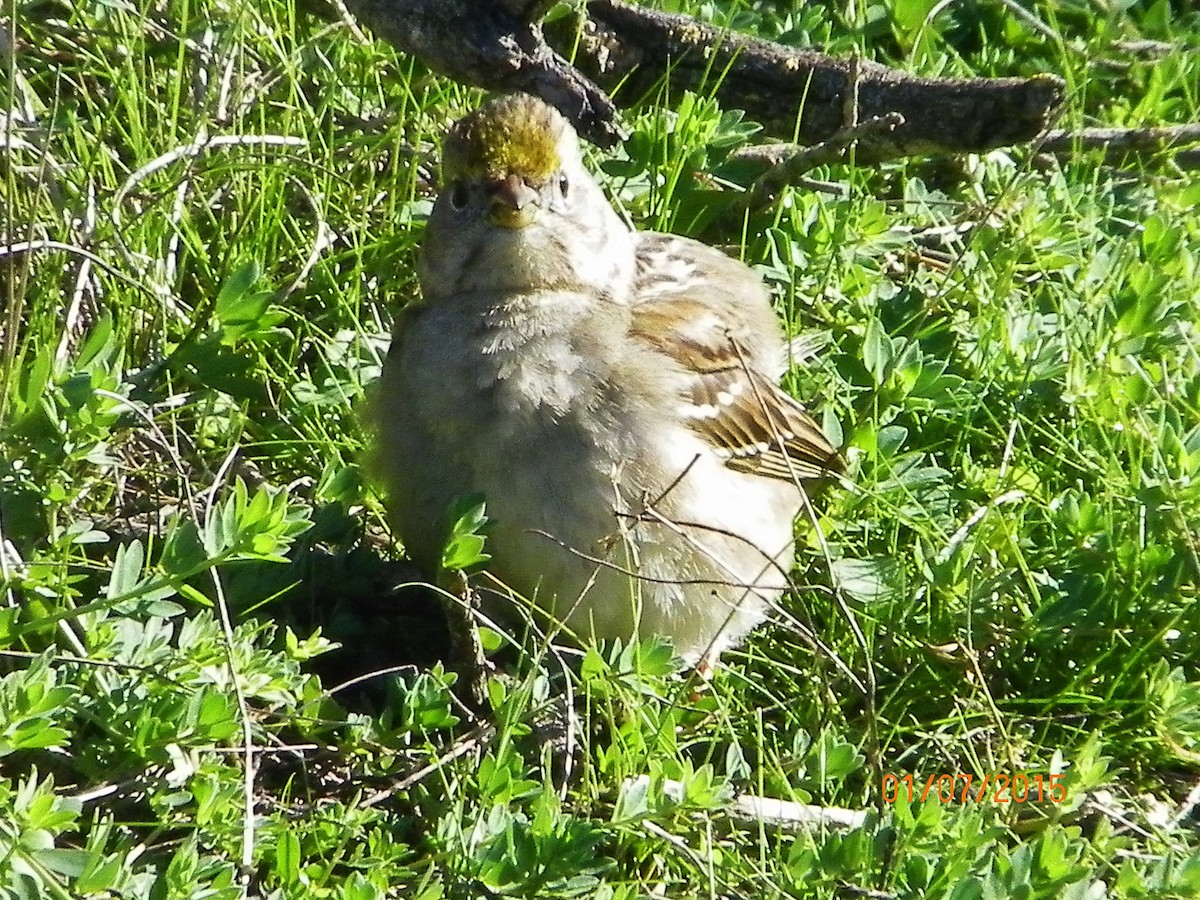 Golden-crowned Sparrow - Mark Hays