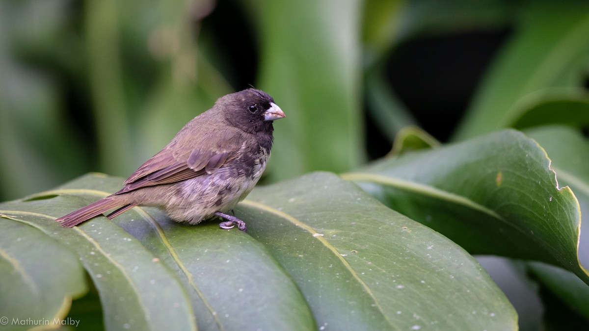 Yellow-bellied Seedeater - ML186914431