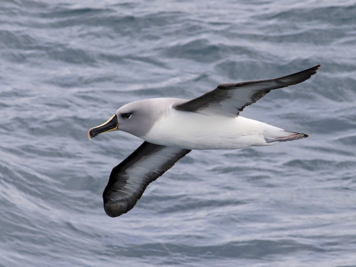 Gray-headed Albatross - Thalassarche chrysostoma - Birds of the World