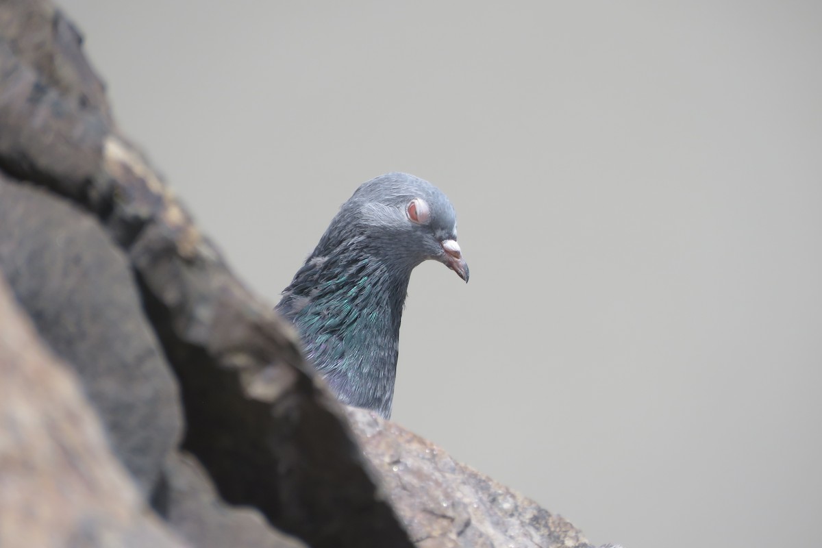 Rock Pigeon (Feral Pigeon) - Lubna Khan