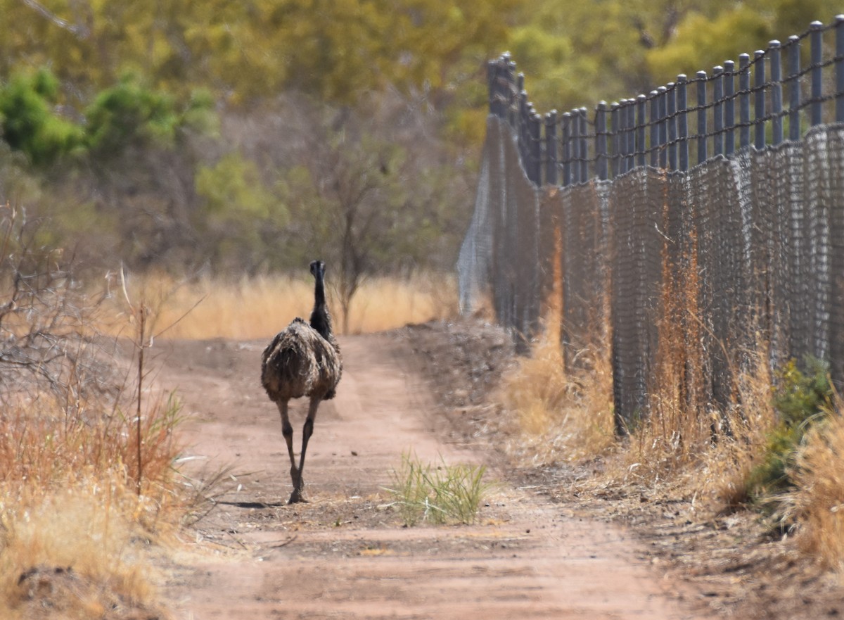 Emu - mark cavill