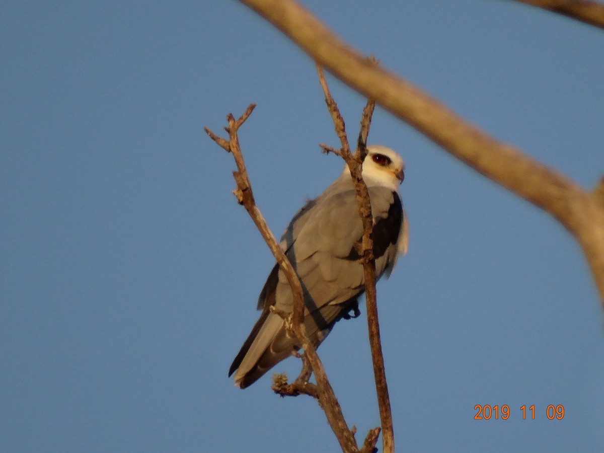 White-tailed Kite - ML186922341