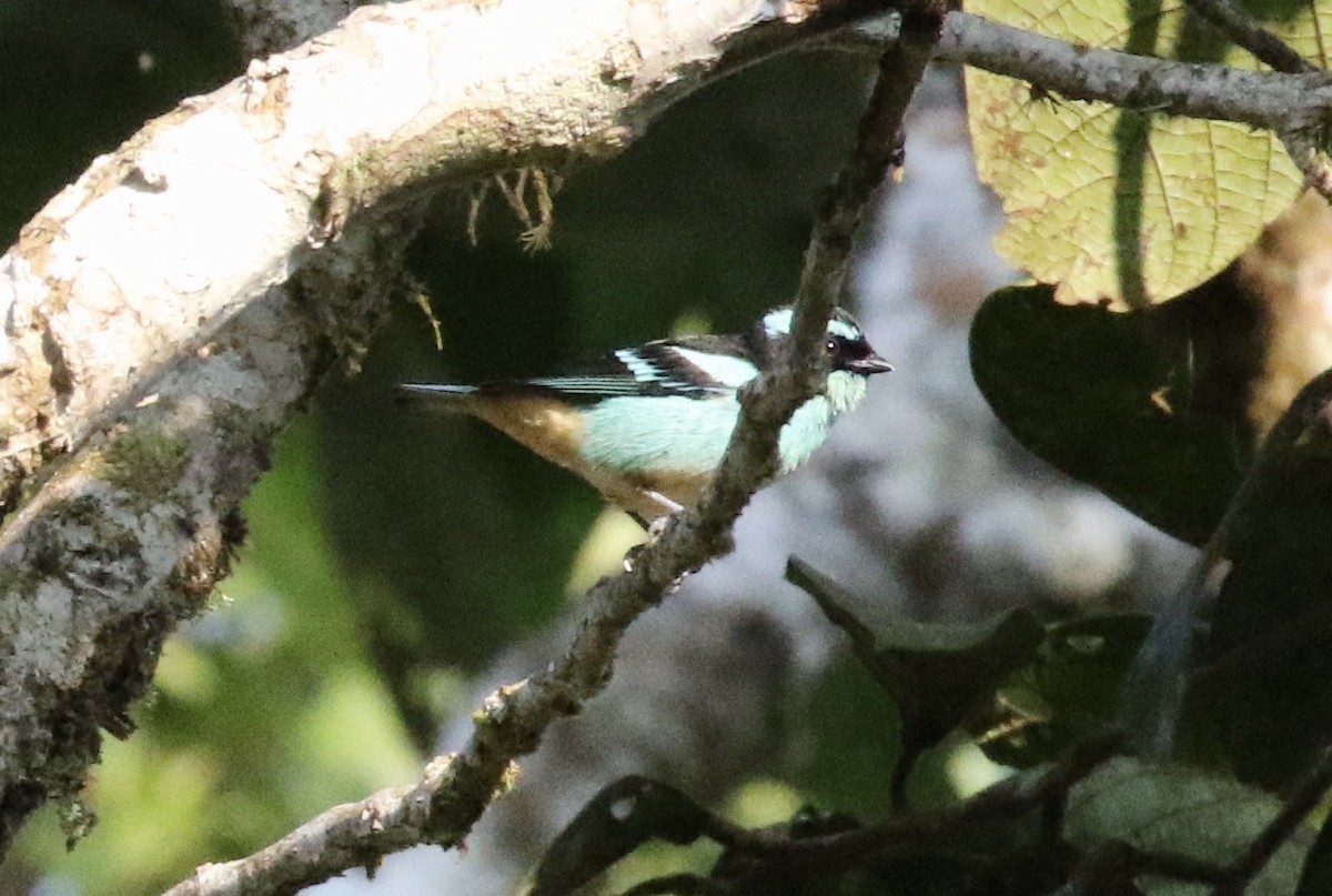 Blue-browed Tanager - ML186922901