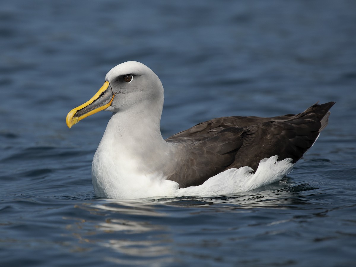 Buller's Albatross - Thalassarche bulleri - Birds of the World