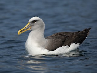  - Buller's Albatross