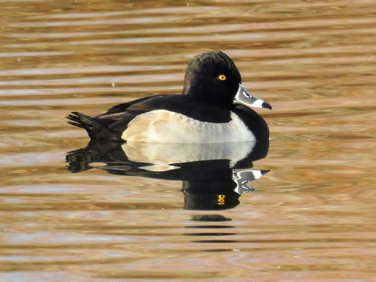 Ring-necked Duck - Tina Toth