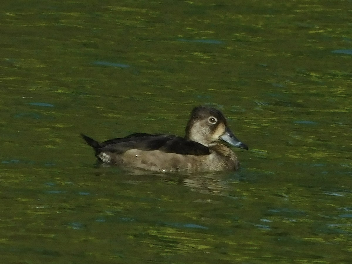 Ring-necked Duck - ML186926281