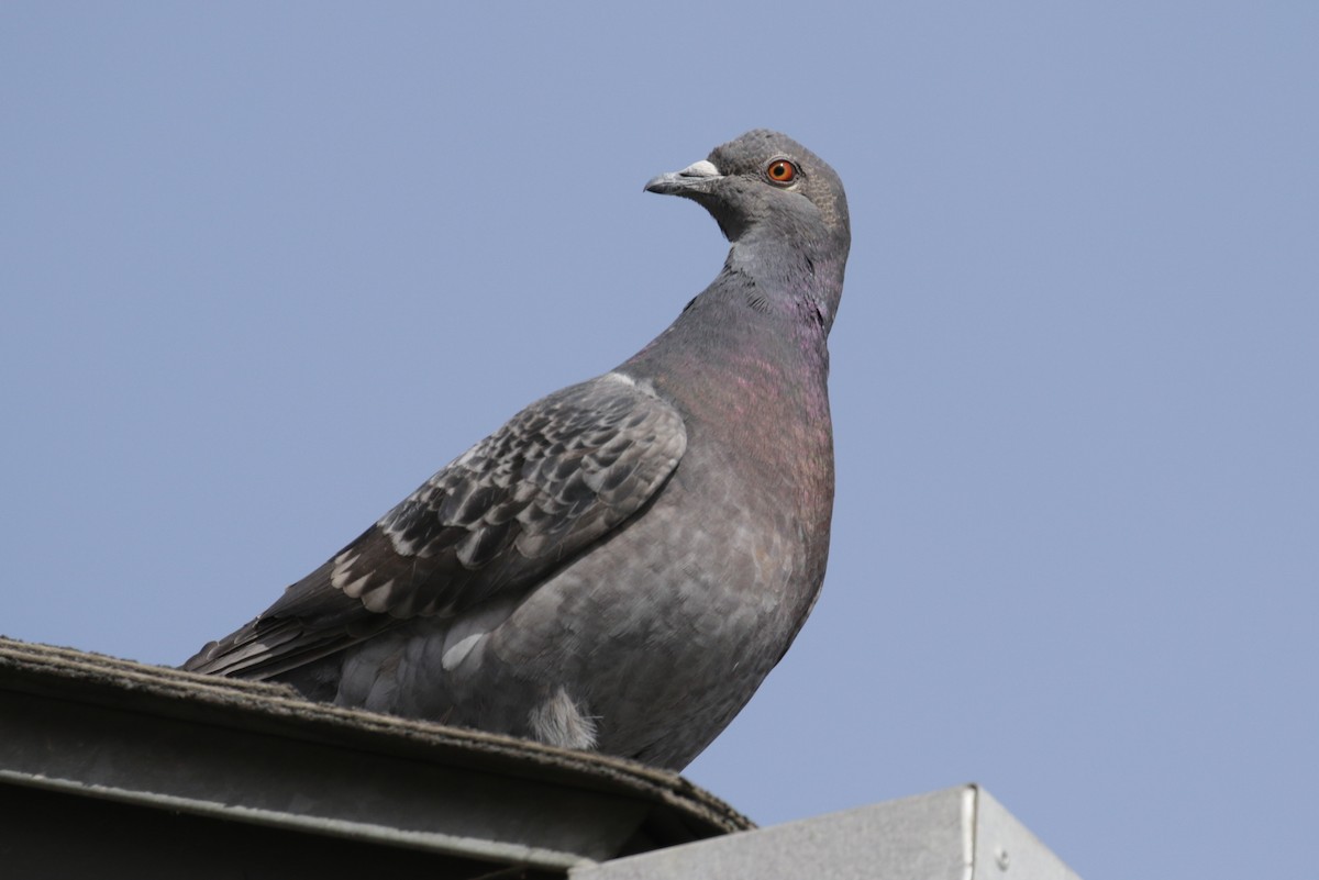 Pigeon biset (forme domestique) - ML186926291