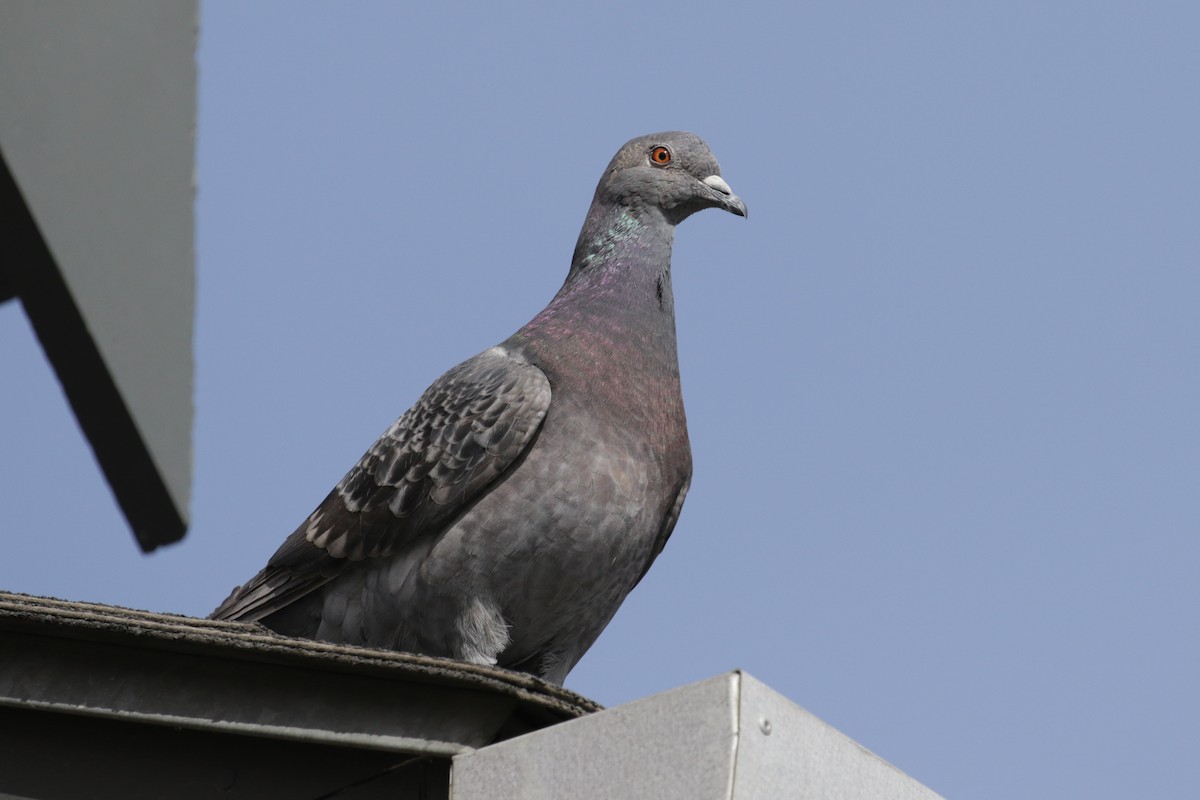 Сизый голубь (Одомашненного типа) - ML186926301