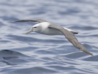  - White-capped Albatross